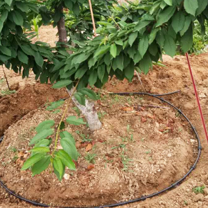 节水型果园地面灌溉技巧